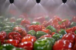 Shot of green and red peppers passing under sprinklers while on a conveyor belt in a processing plant.