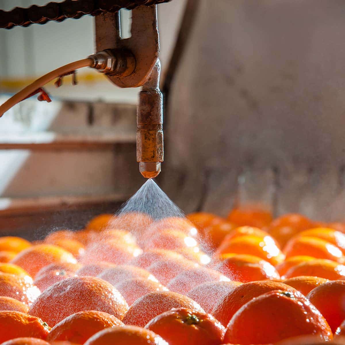 oranges in the carriage during the sanitation process