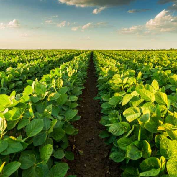 Green ripening soybean field, agricultural landscape